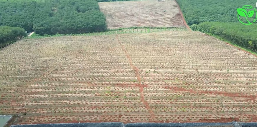 vuon chuoi tai Bu Dang Binh Phuoc